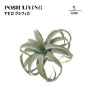 Posh Living ポッシュリビング キセロ グラフィカ S