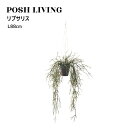 Posh Living ポッシュリビング リプサリス