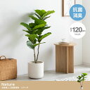 【決算セールP10倍!20時〜25:59】 フェイクグリーン 観葉植物 大型 高さ120cm 光触媒 人工観葉植物 リラータ Nature(ナチュレ) フェイク...