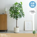 【決算セールP10倍!20時〜25:59】 フェイクグリーン 観葉植物 高さ150cm 大型 光触媒 人工観葉植物 パキラ Nature(ナチュレ) フェイク ...