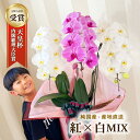 【希少】 純国産 胡蝶蘭 30輪以上 MIX3本立ち 紅白 キヌナーセリー お祝い/開店祝い/開業祝い/移転祝い/母の日/還暦祝い/お供え 胡蝶蘭 ギフト 贈り...