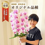 【希少】 純国産 胡蝶蘭 16輪以上 ヴィーナス2本立ち キヌナーセリー お祝い/開店祝い/開業祝い/移転祝い/母の日/還暦祝い/お供え 胡蝶蘭 ギフト 贈り物 天皇杯受賞 内閣総理大臣賞受賞