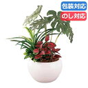 母の日 ギフト ポット 【送料無料】 〈SC触媒加工〉トロピカル寄せ植えポットモンステラ(フェイクグリーン) ポット ギフト ポット 10000円 人気 100...