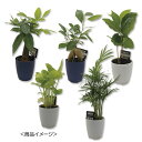【クーポン有】【5%OFF】 販促品 観葉植物 【送料無料】 ミニ観葉セレクションおまかせアソート1個【48個単位】 観葉植物 販促品 観葉植物 1000円 人...