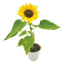 【クーポン有】【29%OFF】 販促品 観葉植物 【送料無料】 ミニひまわり栽培キット【60個単位】 観葉植物 販促品 激安 観葉植物 700円 人気 700円...
