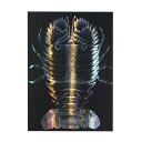 ホビー 図工・工作 【送料無料】 ホログラムスクラッチボードII 190×265mm 図工・工作 テレワーク 在宅 ホビー 退職 産休 ありがとう ホビー 図工・工作 500円 人気 500円台 敬老会 プレゼント イベント セール sal