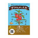 ホビー 図工・工作 ほうせんかの種(幼保教材) 図工・工作 テレワーク 在宅 ホビー 退職 産休 ありがとう ホビー 図工・工作 200円 人気 100円台 敬...