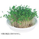 【9%OFF】 ホビー 図工・工作 水耕栽培ユニット ブロッコリースプラウト 図工・工作 テレワーク 在宅 ホビー 退職 産休 ありがとう ホビー 図工・工作 ...