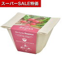 【クーポン有】【20%OFF】 販促品 栽培セット 【あす楽】 バガスグリーン ラディッシュ 栽培セット 即納 販促品 激安 栽培セット 500円 人気 500...
