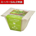 【クーポン有】【20%OFF】 販促品 栽培セット 【あす楽】 バガスグリーン レタス 栽培セット 即納 販促品 激安 栽培セット 500円 人気 500円台 ...