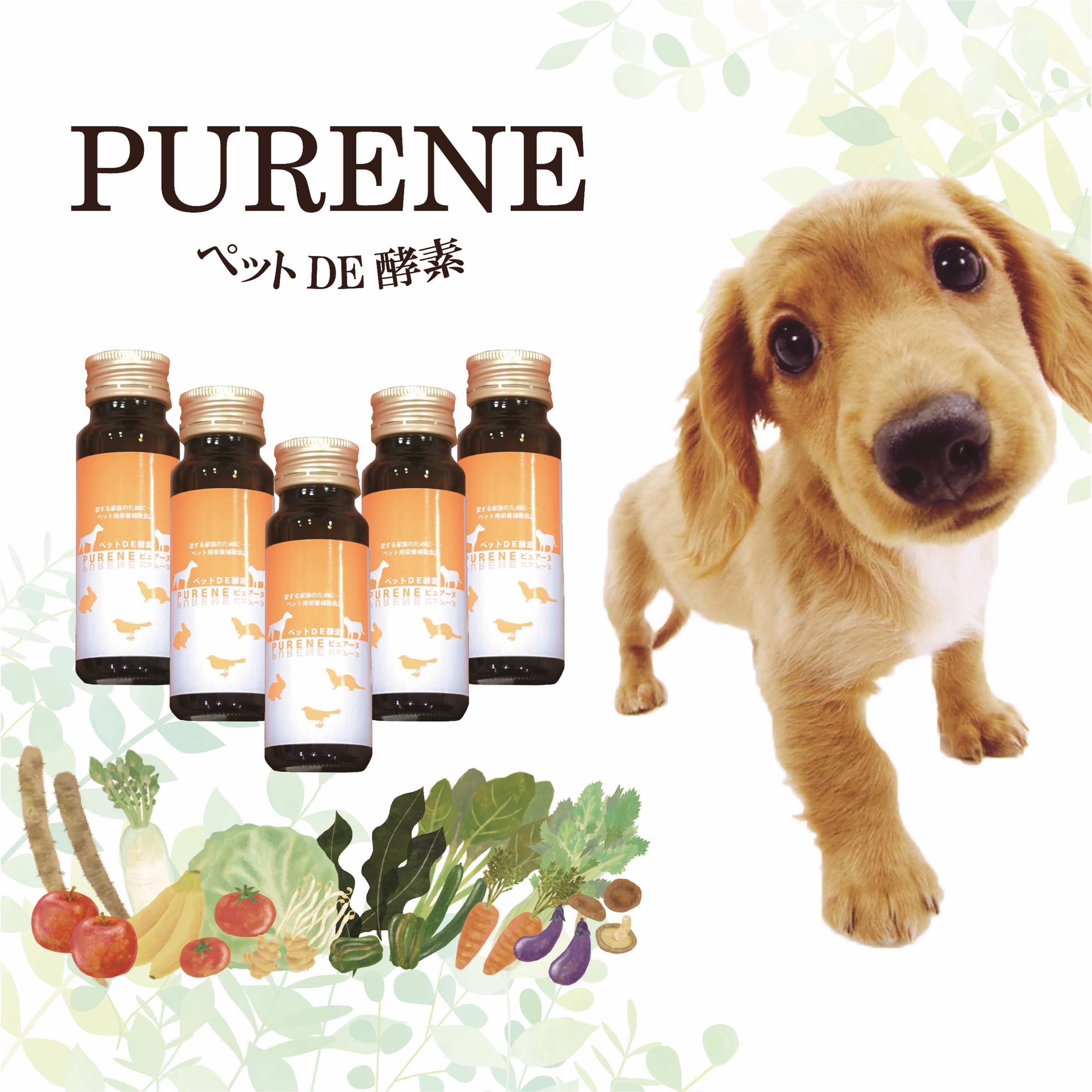 サロン・Dr品質！お得な5本セット【ペットDE酵素PURENE（ピュアーヌ）50ml】 こんなペットのお悩みありませんか？ ・体臭・口臭が気になる ・胃腸が弱い ・食欲が落ちている ・加齢、病後の体力の衰えがある ・目やに、抜け毛 ・皮膚のただれ、アレルギー症状 「大切な家族だから」安心な成分商品を使用したいですよね！それが「ペットDE酵素PURENE（ピュアーヌ」なんです！！ 現在、出店する展示会ではお客様殺到！ 【商品説明】 今話題の「ペットDE酵素PURENE（ピュアーヌ」サロン！DR品質。 【薬に頼らずに、健康になる力を引き出します！】 酵素を作るには発酵方法が2つあります。一つは添加物や薬剤などを使用し無理やり発酵させる強制発酵。もう一つは自然の力で発酵させる自然発酵。この「 ペットDE酵素　PURENE（ピュアーヌ）」は、後者の自然発酵。熟練の職人が温度、湿度を管理し独自の樽仕込みをしています。発酵・熟成の過程で熱はもちろん水さえも加えることもありません。 ※人用と同様の工程で作っております。 ■簡単！しかも常温OK！ いつもの食事にかけるだけ！ 酵素ドリンクは開封後も常温保管可能。出かけ先でもお持ち歩きにストレスがありません。 ■発酵方法にこだわり！ 酵素を作るには発酵方法が2つあります。一つは添加物や薬剤で無理やり発酵させる強制発酵。もう一つは自然の力で発酵させる自然発酵。この「PURENE（ピュアーヌ） ペットDE酵素」は、後者の自然発酵。 熟練の職人がその日の温度、湿度に合わせて管理し独自の樽仕込みをしています。発酵・熟成の過程で熱はもちろん水でさえも加えることもありません。 ※充填時には殺菌処理を行っております。 ■原材料にこだわり！ 仕込み当日に入荷した材料を使用。 果実や野菜は本来栄養が豊富な皮や種も丸ごと使っています。 「 ペットDE酵素 PURENE（ピュアーヌ）」は中毒成分があるタマネギ、ニラ、ネギ類は一切含まれておりませんので、ご安心ください。 ■とても経済的！1本で約20回分！ 小型犬なら2、3mlでOK！約20回分の量が1本であります。錠剤だと飲めないペットにもおすすめです。また普段飲んでいるお水やごはんに混ぜてOK。 【内容量】 50ml 【使用方法】 ＜使用方法1＞ 1回3ml程度を1日数回程度与えてください。 小型犬なら2、3mlでOK！約20回分の量が1本であります。錠剤だと飲めないペットにもおすすめです。また普段飲んでいるお水やごはんに混ぜてOK。 【成分】 大豆、ミネラル、純水 成分表示（100mlあたり）：カロリー222kcal、タンパク質0.1g、脂質0.1g、炭水化物55.1g、ナトリウム49mg 【対象ペット】 犬、猫、フェレット、うさぎ、モルモット、他の小動物 【使用上の注意】 以下のような症状にお試し下さい ・体臭や口臭が気になる。 ・目やにが出たり、毛並みが気になる。 ・抜け毛や、皮膚のただれがある。 ・なんとなく元気がない、食欲が落ちている。 ・おなかが弱い。 ・太り気味である。 発売元：株式会社ALUCA 正規販売代理店：株式会社ダッシュ 原産国：日本