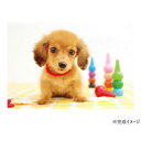 【タイムセール ポイント5倍】 ジグソーパズル ペット おすましワンショット! 300-355
