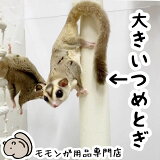 ե󥬤ޤȤС󥰥סХåȷ󤬤¹񥪥ꥸʥ롡ڤޥ䥹