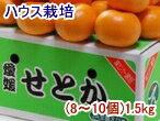 「発送は2/22日から」みかん ハウス栽培せとか 【秀品】 1.5kg (8〜10個) 愛媛産 ふるさと物産品