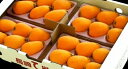 &nbsp; 「長崎県産」ハウス茂木びわ 　　　　　ハウス茂木びわ★「青秀」（250g×4） オレンジ色の果実は春から初夏の季節感を感じさせてくれます。全国出荷量の70％以上のシェアを誇り、品質・内容ともトップ銘柄です。 びわのおいしさは、なんといってもあのほのかで、爽やかな甘さです。 初夏の季節にぴったりのみずみずしさが味わえます。 上品な甘味と見た目以上にジューシーな果肉が人気の長崎産茂木びわです。 涼しいところで保存し、食べる2〜3時間くらい前に冷蔵庫へ入れてからお召し上がりいただくとおいしくいただけます。 ■熨斗（のし）をお付けできます■ お客様のご希望の熨斗（のし）をつけることが可能です。 「備考欄」へ、熨斗の上書き（表書き）・下書き（名前書き）をご記入ください。 ■領収証を発行できます■ 領収証が必要な方は、「備考欄」へ、領収書の宛名・送付先をご記入ください。 「長崎茂木びわ」 全国出荷量の70％以上のシェアを誇り、品質・内容ともトップ銘柄です。 初夏だけに長崎で流通する旬の果物『茂木びわ』は、季節を感じる品です。 茂木びわの歴史 茂木びわは天保・弘化の頃（1830〜1840年代）、唐通事の家で働いていた茂木出身の三浦シオが、 唐船から長崎代官に贈られたびわの種をもらい受け、茂木村北浦字木場の、兄　喜平次の畑にまいたのが始まりと言われています。 お召し上がり方 ヘタがある「お尻」の部分から皮を剥くと、途中でちぎれる事なくすんなりと剥くことが出来ます。 果汁たっぷりなので、食べていると手がベタベタになりますので、濡れタオルは必需品です。食べ始める前に準備しておきましょう。 生産者のこだわり とてもみずみずしくて甘い茂木びわです。 実はこのびわ、丹精込めて一房ずつていねいに袋掛けをして、大切に育てます。 枇杷の実一つ一つを丁寧に袋掛けし、木熟（木に実らせたまま、熟成させる）させます。 また、この袋掛けにより、害虫たちから保護できるので、路地栽培にも関わらず、とても綺麗な実が出来上がるのです！ 美味しい枇杷を作るためには手間は惜しまず丹精込めて育てます。