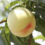 水蜜桃（白鳳種) 【ロイヤル・糖度12度以上】　 透き通るほど、白く美しい果肉は、みずみずしくてとろけるような甘さで、ジュウーシーで濃厚な味の桃は、夏最高の贈り物です。 今ではすっかり有名になった岡山の桃づくり。そのはじまりは、明治8年にまでさかのぼります。当時、中国から導入された「上海水蜜」「天津水蜜」をきっかけに、本格的な桃づくりが行われるようになりました。以来、桃づくりに適した温暖な気候と熱心な先人たちの手により改良・開発が続けられ、今までに30品種以上の桃が誕生しています。中でも最も広く作られるようになったのが「白桃」です。白桃は上海水蜜を改良し、明治34年に誕生した品種で、ほかの生産地では見られない白さときめ細やか口あたりであっという間に岡山の名産になりました。 ※※北海道・沖縄・一部離島は送料1,500円となります※※ ご注文後、当店より注文承諾メールにて金額変更案内をさせていただきます。 ■熨斗（のし）をお付けできます■ お客様のご希望の熨斗（のし）をつけることが可能です。 ■領収証を発行できます■ 領収証が必要な方は、「備考欄」へ、領収書の宛名・送付先をご記入ください。 晴れの国おかやまの 水蜜桃 光センサーを透した高糖度の、桃です。温暖な瀬戸内海気候で、大切に育てた水蜜桃は、みずみずしさと、とろけるような甘さと、香りが特徴の、夏最高の贈り物です。 「安全、安心で、しかも甘くて旨い」水密桃こだわりの育て方 安全、安心で、しかも甘くて旨い水蜜桃を育てるために、土作りから、有機肥料を使い、剪定、花間引き、摘果、袋かけ、収穫、選果、出荷、と1年間、手間をかけて育てます。 水密桃の白さの秘密は、岡山ならではの袋掛栽培です。まだ青くてピンポン玉くらいの実に一個一個手作業で袋をかけていきます。 たいへんな作業ですが、太陽の光を直接浴びない桃は赤く色づかず、透き通るように白くてなめらかな、とろけるような口あたりの桃に育ちます。 日光だけでなく、桃を傷つける風や雨、虫などからも桃を守るため、より美しい桃が育つわけです。 「明治の頃より受け継がれてきた」岡山の桃づくり、熱心な先人たちの手により改良、開発が続けられました。 今ではすっかり有名になった岡山の桃づくり。そのはじまりは、明治8年にまでさかのぼります。 当時、中国から導入された「上海水蜜」「天津水蜜」をきっかけに、本格的な桃づくりが行われるようになりました。 以来、桃づくりに適した温暖な気候と熱心な先人たちの手により改良・開発が続けられ、 今までに30品種以上の桃が誕生しています。中でも最も広く作られるようになったのが「白桃」です。 白桃は上海水蜜を改良し、明治34年に誕生した品種で、ほかの生産地では見られない白さときめ細やか口あたりで あっという間に岡山の名産になりました。 岡山白桃（水密桃）の白さの秘密は、岡山ならではの袋掛栽培です。 気品に溢れた最高級の桃、それが、水密桃です。 皮をめくると、とてもジューシーでとろけるような白い果肉です。みずみずしさの中においしい果汁が一気に口の中に広がる最高のぜいたく品を是非。 より甘みがあり、より安心して岡山の桃を食べていただくために、光センサーを導入して確実に選別しています。従来は人の目と手の感触を頼りに桃を選別していましたが、1個1個、光センサーをあてると正確な糖度が測定できます。桃は大変デリケートその桃を傷つけることなく甘さを正確にはかることで、岡山の桃への信頼も確かなものへとなっています。