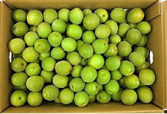 紀州 青梅(古城) 【秀品】 Lサイズ 約10kg JA紀南 和歌山県産【送料無料 ※但し北海道・沖縄 別途送料1,500円】予約販売!