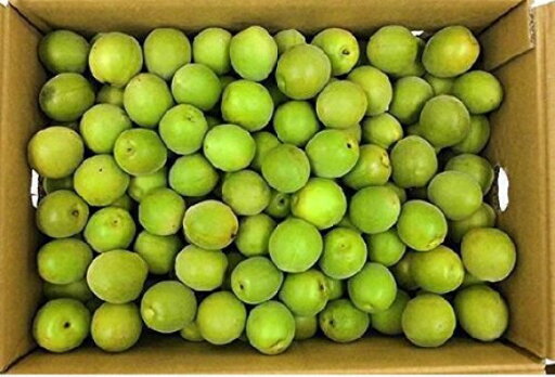 紀州 青梅(古城) 【秀品】 2Lサイズ 約10kg JA紀南 和歌山県産【送料無料 ※但し北海道・沖縄 別途送料1,500円】予約販売! 紀州 青梅(古城) 【秀品】 2Lサイズ 約10kg JA紀南 和歌山県産【送料無料 ※但し北海道・沖縄 別途送料1,500円】予約販売!