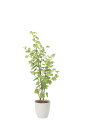 【直送品・大感謝価格 】光触媒人工植物 光の楽園 2018 バウヒニア1.6 820A300 W65×D55×H160cm