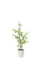 【直送品・大感謝価格 】光触媒人工植物 光の楽園 2018 バウヒニア1.3 821A220 W60×D55×H130cm