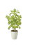 【直送品】バウヒニア70 2431A120 W30×D30×H70cm 光触媒人工植物 光の楽園 2024【割引不可品】インテリア 人工観葉植物 アートフラワー ギフト 贈り物 花 13,750円