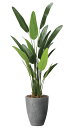 【直送品】ナチュラルトラベラーズパーム1.6 2486A540 W70×D55×H160cm 光触媒人工植物 光の楽園 2024【割引不可品】インテリア 人工観...