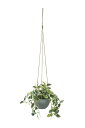 【直送品】ペペロニアハンギンク 2581A50 W30×D30×H75cm 光触媒人工植物 光の楽園 2025【割引不可品】インテリア 人工観葉植物 アートフラ...