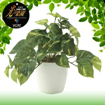 Pothos - 【直送品・大感謝価格 】光の楽園 光触媒フレッシュポトス【受注制作の為、納期約2週間】同梱不可