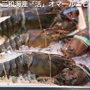 三和海産 オマール海老 1kg 【活きた状態での出荷です】 (オマールえび、オマールエビ) おせち 父の日 正月 海老 えび エビ ビスク 魚介類 ギフト 送料無料 オマール海老 テルミドール グリル お中元 お中元 三和海産 魚介類