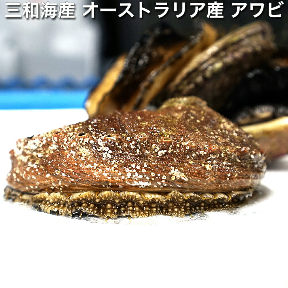 三和海産 オーストラリア産 アワビ 350g 3個 (約1kg)【...