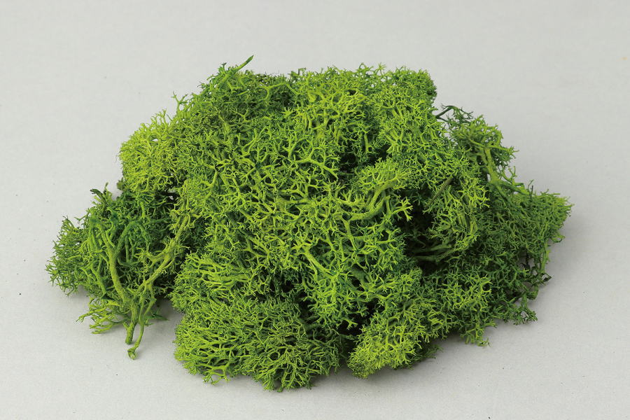 グリーンアレンジメントに最適！ きれいな状態で長く楽しめます。 色鮮やかなプリザーブドモス 91×155×30mm プリザーブドモス10g