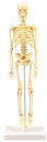 人体骨格模型 30cm
