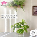 倒してもこぼれないお水 「癒しのグリーン・ポトス」フェイクグリーン・光触媒 【WS】
