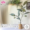 倒してもこぼれないお水「癒しのグリーン・ユーカリ実つき」フェイクグリーン、光触媒 【WS】
