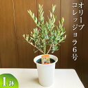【9月発送】オリーブ コレッジョラ6号 ※離島への配送不可| 観葉植物 植物 グリーン オリーブの木 コレッジョラ 室内 苗 鉢植え シンボルツリー ギフト 贈答 贈り物 プレゼント お中元 お歳暮 直送 農家直送 茨城県 古河市 送料無料 お祝 ご褒美 記念日 景品 _BZ08【WS】