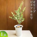 【9月発送】オリーブ ピクアル6号 ※離島への配送不可| 観葉植物 植物 グリーン オリーブの木 ピクアル 室内 苗 鉢植え シンボルツリー ギフト 贈答 贈り物 プレゼント お中元 お歳暮 直送 農家直送 茨城県 古河市 送料無料 お祝 ご褒美 記念日 景品 樹木 樹 _BZ11【WS】