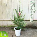 【9月発送】オリーブ コロネイキ8号 ※離島への配送不可| 観葉植物 植物 グリーン オリーブの木 コロネイキ 室内 苗 鉢植え シンボルツリー ギフト 贈答 贈り物 プレゼント お中元 お歳暮 直送 農家直送 茨城県 古河市 送料無料 お祝 ご褒美 記念日 景品 _BZ16【WS】