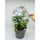 幸せを運ぶ観葉植物のバードフラワー【WS】