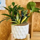 幸せを運ぶ観葉植物の5寸おまかせ寄せ植え(4~5品種)陶器入り台座付【WS】