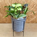 幸せを運ぶ観葉植物の5寸おまかせ寄せ植え(4~5品種)スタンドバスケット入り【WS】