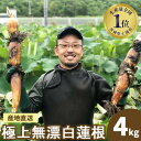 野口れんこん 茨城県産 極上無漂白蓮根4kg | 茨城県 蓮根 れんこん レンコン ハス 根菜 シャキシャキ 甘い 産地直送 産直 ※離島への配送不可【WS】