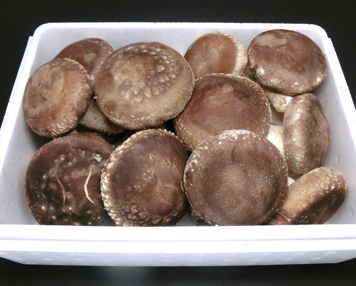 栃木のタウン誌厳選 もんみや通販の原木生しいたけ 1kg 特大厚肉品 特選品　送料無料 椎茸 シイタケ BBQ バーベキュー 焼肉 ギフト プレゼント ご家庭用 贈答用 農薬不使用 脱炭素 お取り寄せグルメ ※離島への配送不可【WS】｜アングル2