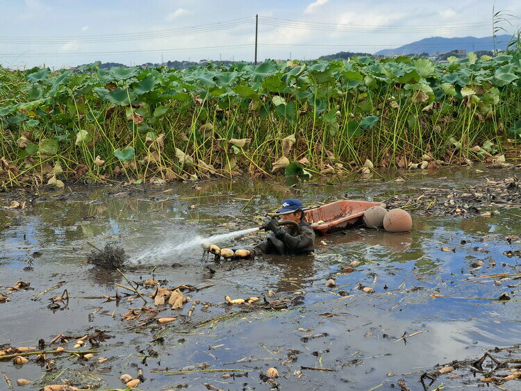 ��󥳥� 2kg�����ϻ�Ω�� ����ľ�� ��󤳤� ϡ�� ϡ �Ť� ���㥭���㥭 ��븩 �ڱ��Ի���WS��