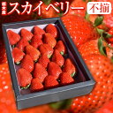 スカイベリー 苺 いちご ふぞろいの苺たち 約650g /栃木県産 スカイベリー いちご 送料無料 | 苺 イチゴ お祝い 食べ物 不揃い 家庭用 お返し プレ...