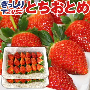 いちご 苺 とちおとめ　ぎっしり詰め1kg(500g x 2箱)　／栃木県産 とちおとめ 貞ちゃん いちご とちおとめ 栃乙女 送料無料 苺 イチゴ 生いちご tちゃん お祝い 会社 職場 大量 バレンタイン バレンタインデー 冬ギフト お返し プレゼント ギフト 御見舞 お取り寄せ（BK）