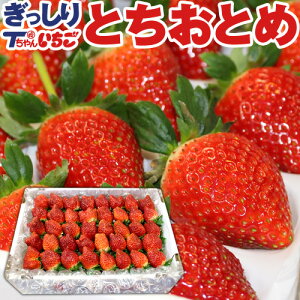 いちご 苺 とちおとめ　ぎっしり詰め1.2kg x 1箱　／栃木県産 とちおとめ 貞ちゃん いちご とちおとめ 栃乙女 送料無料 苺 イチゴ 生いちご tちゃん お祝い 会社 職場 大量 ホワイトデー バレンタイン お返し プレゼント ギフト 御見舞 お取り寄せ（BK）【icp】