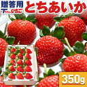 【指定日不可】いちご 苺 とちあいか ホール 詰め 350g x 1箱 贈答用 ／栃木県産 とちあいか 送料無料 苺 イチゴ 予約 生いちご 栃木産イチゴ お祝い 内祝い 食べ物 贈答品 プレゼント ギフト …