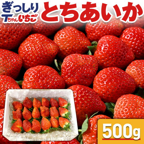 産地直送 Tちゃんいちごのとちあいか。いちご王国・栃木県のなかでも...