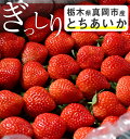 【指定日不可】いちご 苺 とちあいか　ぎっしり詰め1kg(500g x 2箱)　／栃木県産 とちあいか Tちゃん いちご とちあいか 送料無料 苺 イチゴ 不揃い 予約 生いちご お祝い 会社 職場 大量 法人 果物 お返し プレゼント ギフト 御見舞 お取り寄せ【BK】 3