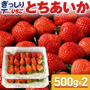 いちご 【指定日不可】いちご 苺 とちあいか　ぎっしり詰め1kg(500g x 2箱)　／栃木県産 とちあいか Tちゃん いちご とちあいか 送料無料 苺 イチゴ 不揃い 予約 生いちご お祝い 会社 職場 大量 法人 果物 お返し プレゼント ギフト 御見舞 お取り寄せ【BK】